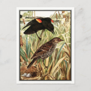 Red-Winged Blackbird - Robert Bruce Horsfall Vykort