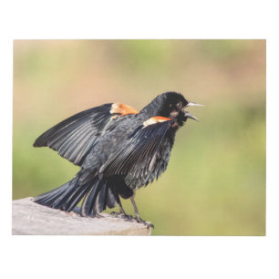 Red Winged Blackbird Singing Anteckningsblock