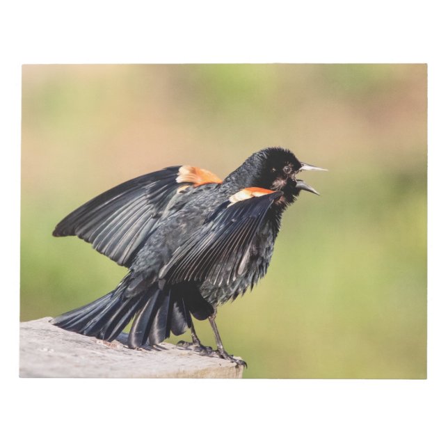 Red Winged Blackbird Singing Anteckningsblock (Framsida)