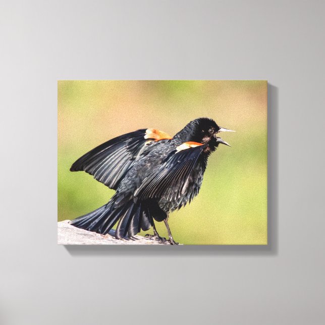Red Winged Blackbird Singing Canvastryck (Framsida)