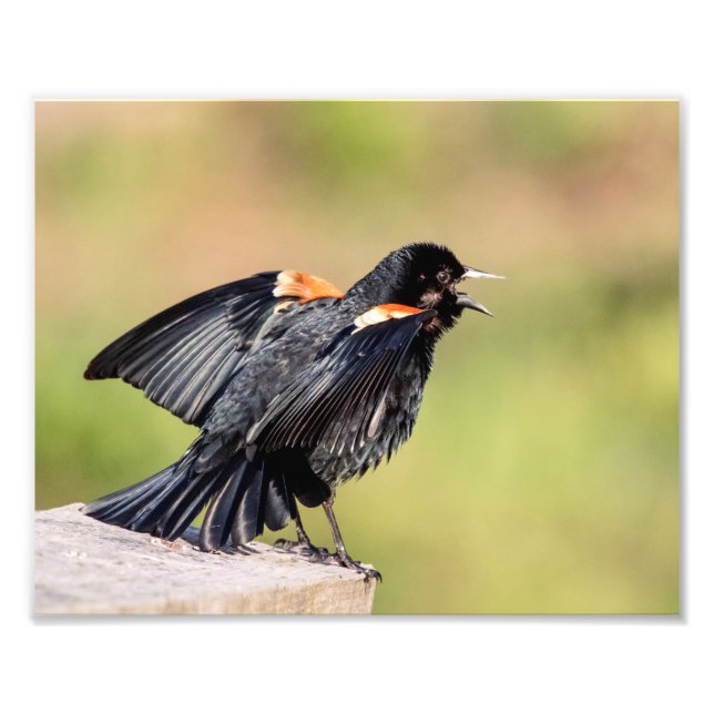 Red Winged Blackbird Singing Fototryck (Framsidan)