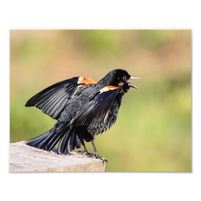 Red Winged Blackbird Singing Fototryck (Framsidan)