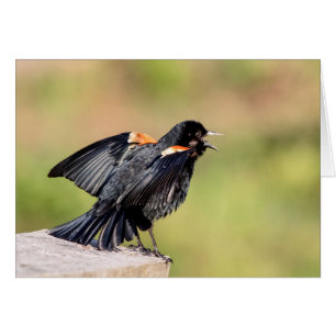 Red Winged Blackbird Singing Hälsningskort