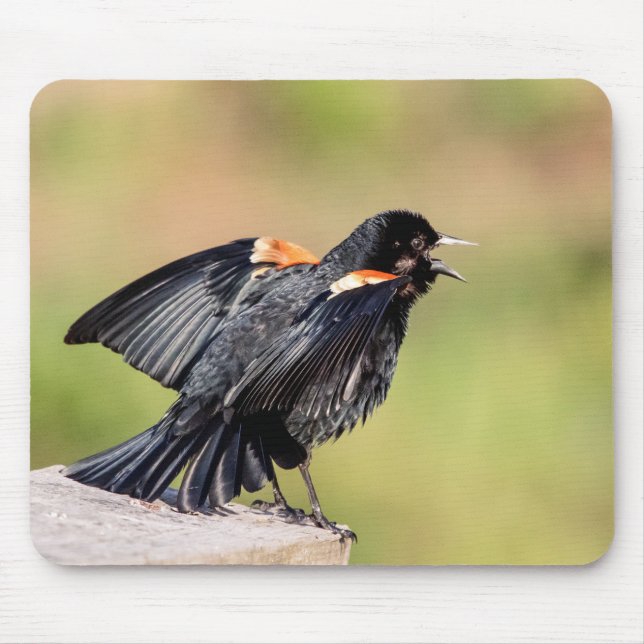 Red Winged Blackbird Singing Musmatta (Framsidan)