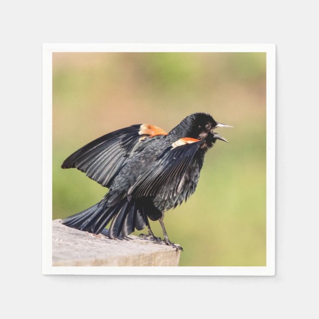 Red Winged Blackbird Singing Pappersservett (Framsidan)