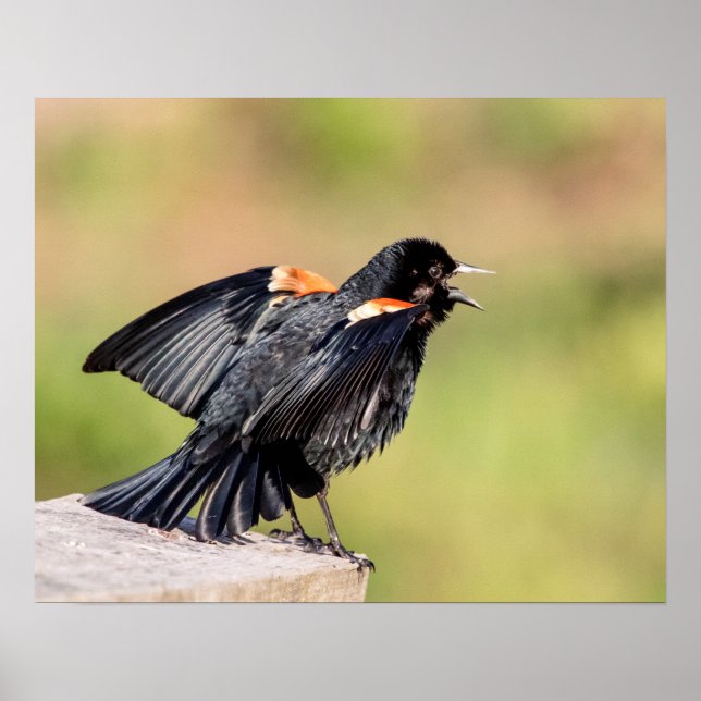 Red Winged Blackbird Singing Poster (Framsidan)