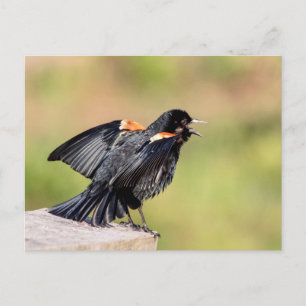 Red Winged Blackbird Singing Vykort