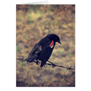 Red Winged Blackbird Tillfällen Hälsningskort