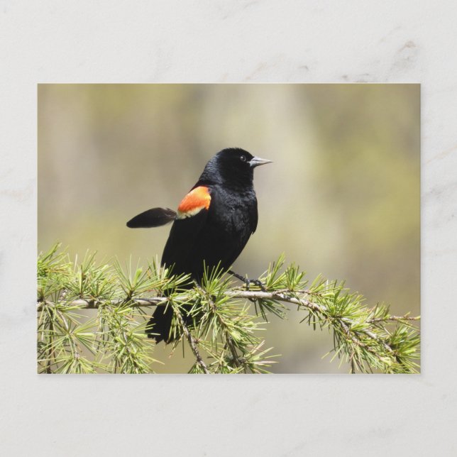 Red Winged Blackbird Vykort (Framsida)