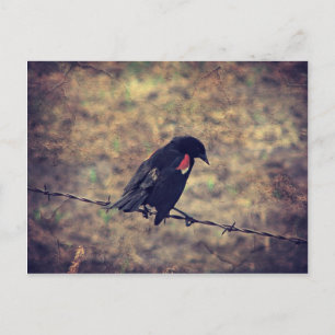 Red Winged Blackbird Vykort