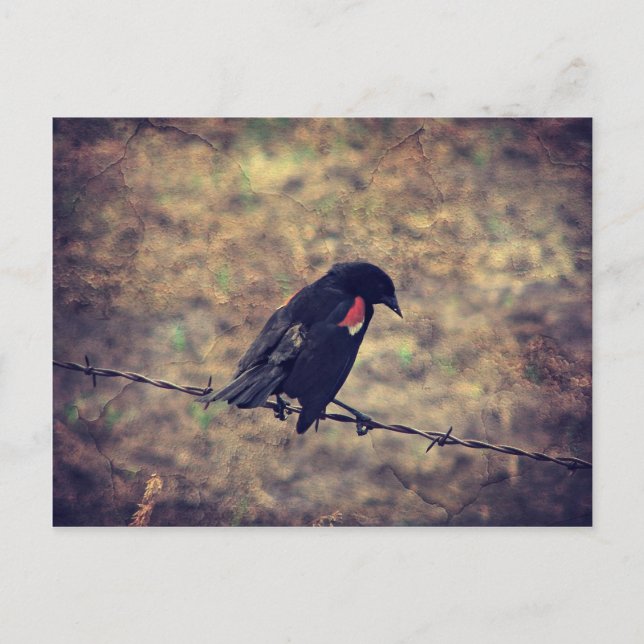 Red Winged Blackbird Vykort (Framsida)