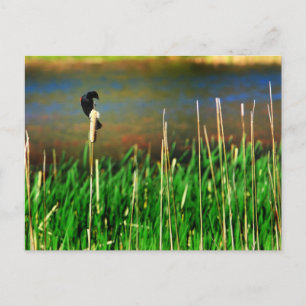 Red Winged Blackbird Vykort
