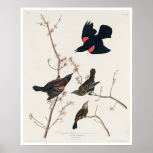 Red winged Starling eller Marsh Blackbird by Audub Poster