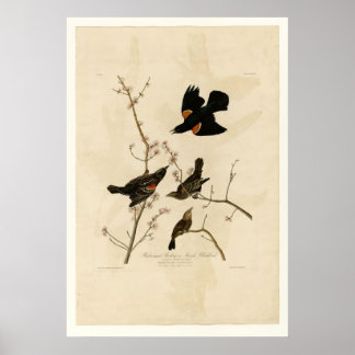 Red winged Starling Poster