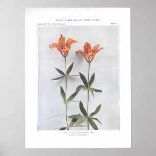 Red, Wood eller Philadelphia Lily Poster