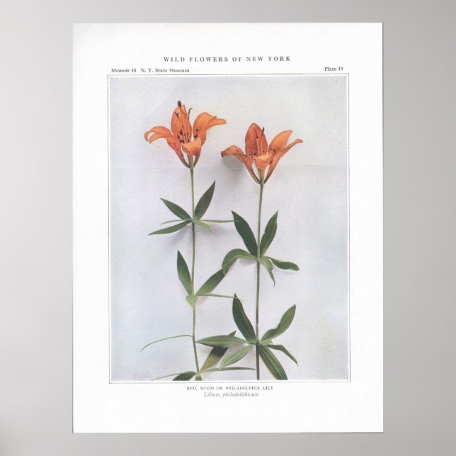 Red, Wood eller Philadelphia Lily Poster (Framsidan)