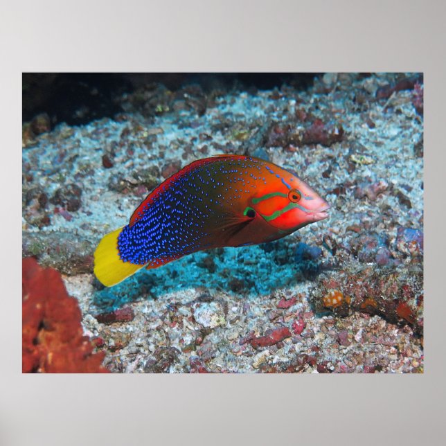 Red/Yellowtail Coris Poster (Framsidan)