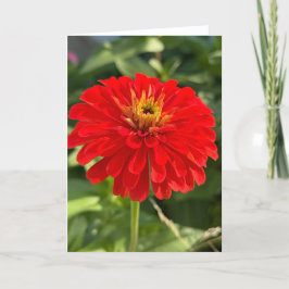 Red Zinnia Blank Note Card Tack Kort