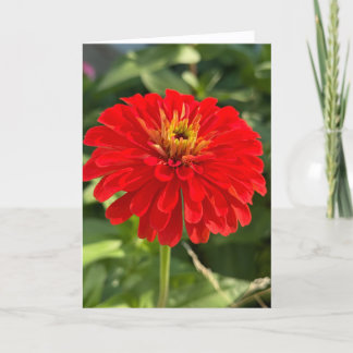 Red Zinnia Blank Note Card Tack Kort