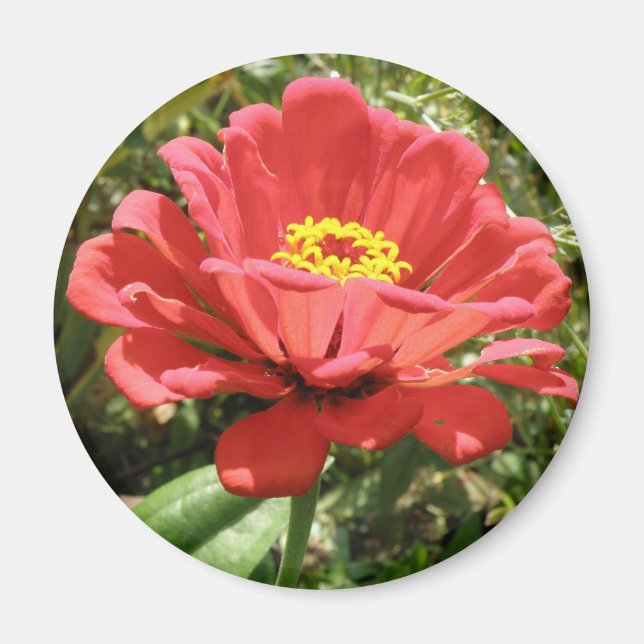 Red Zinnia Magnet (Framsidan)