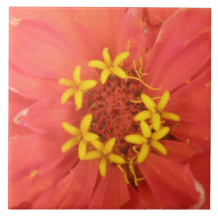 Red Zinnia Makro Tile Kakelplatta