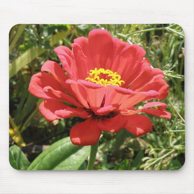 Red Zinnia Mousepad Musmatta (Framsidan)