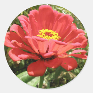 Red Zinnia Stickers Runt Klistermärke