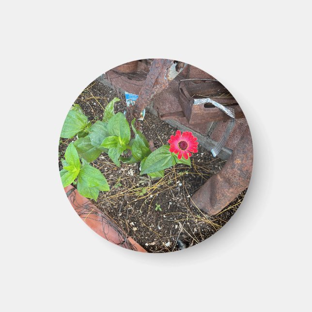 Red Zinnia with Rusty Objects Magnet (Framsidan)