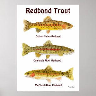 Redband forell poster