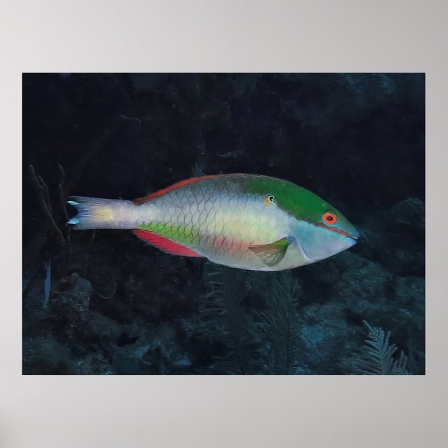 Redband Parrotfish Poster (Framsidan)