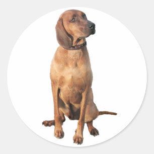 Redbone Coon Hound (A) Runt Klistermärke