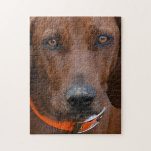 Redbone Coonhound Grävde Pussel