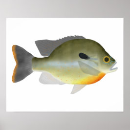 Redbröst Sunfish Poster