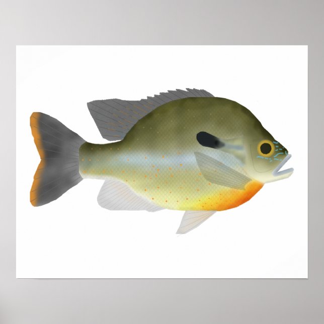 Redbröst Sunfish Poster (Framsidan)