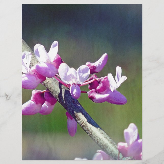 RedBud (Framsida)