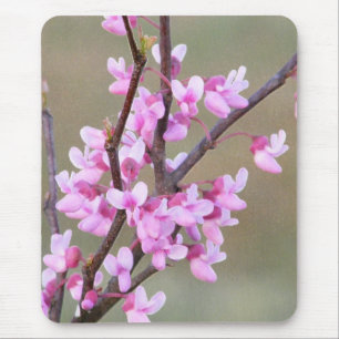 Redbud blom musmatta