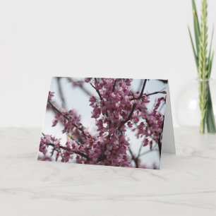 Redbud blommar som jublar våren kort