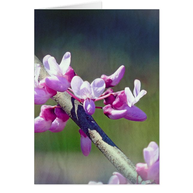 RedBud Hälsningskort (Framsidan)