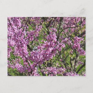Redbud i Fullt Bloom Vykort
