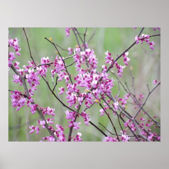 Redbud i Pokagon State Park Poster (Framsidan)