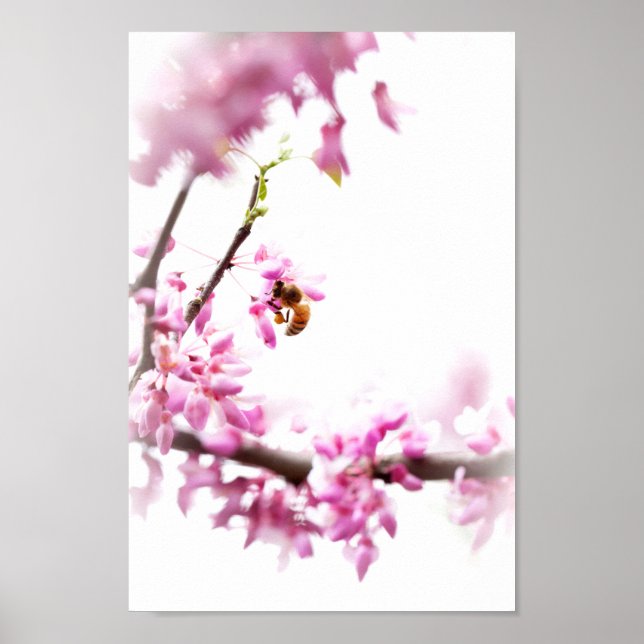 Redbud och honungsbin i Springtime Poster (Framsidan)