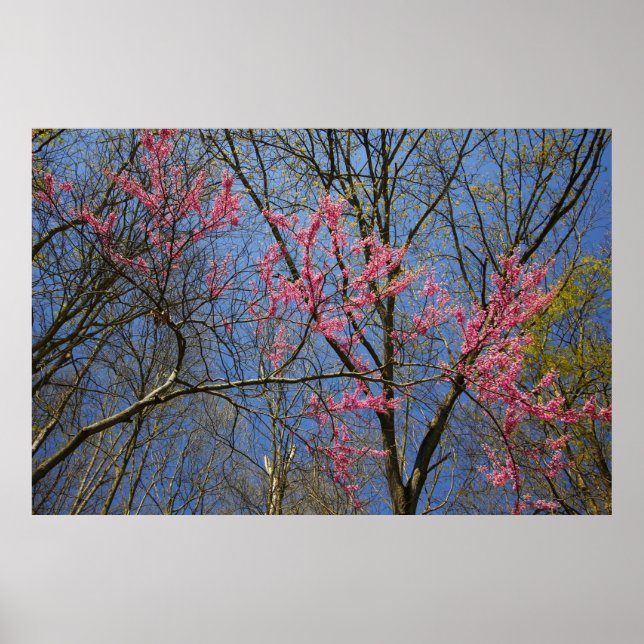 Redbud Träd (Cercis) Blodning i Vår Poster (Framsidan)