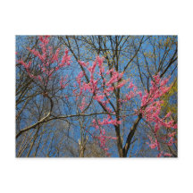 Redbud Träd (Cercis) Blodning i Vår
