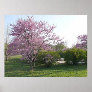 Redbud träd - El Dorado sjö Kansas Poster