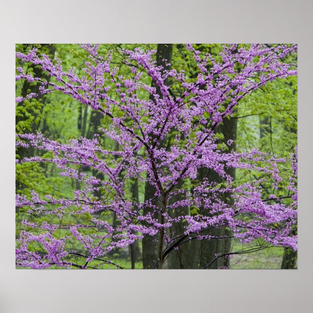 Redbud träd i fullt-blomman nära Defiance Poster (Framsidan)