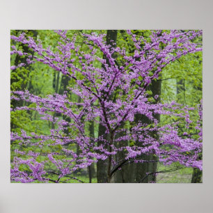 Redbud träd i fullt vår-blomman nära Defiance Poster
