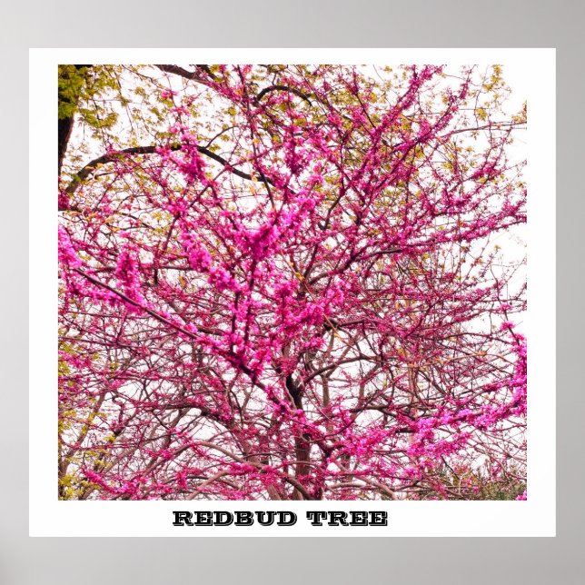 REDBUD TRÄD POSTER (Framsidan)