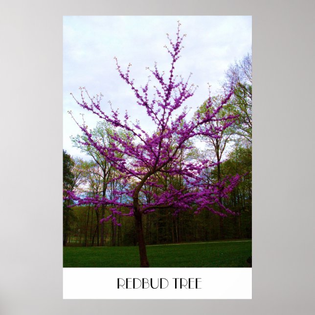 REDBUD TRÄD poster (Framsidan)