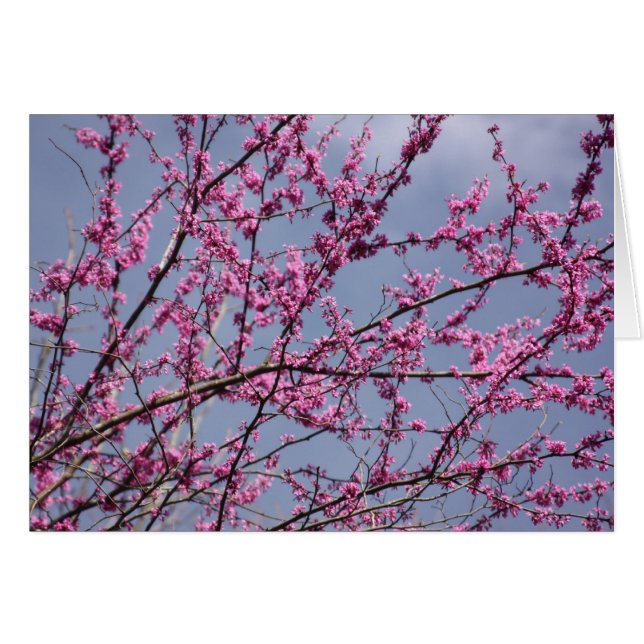 Redbuds OBS Kort (Framsidan Horizontal)