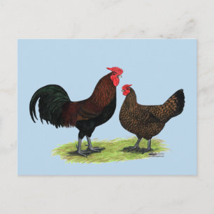 Redcap Chickens Vykort